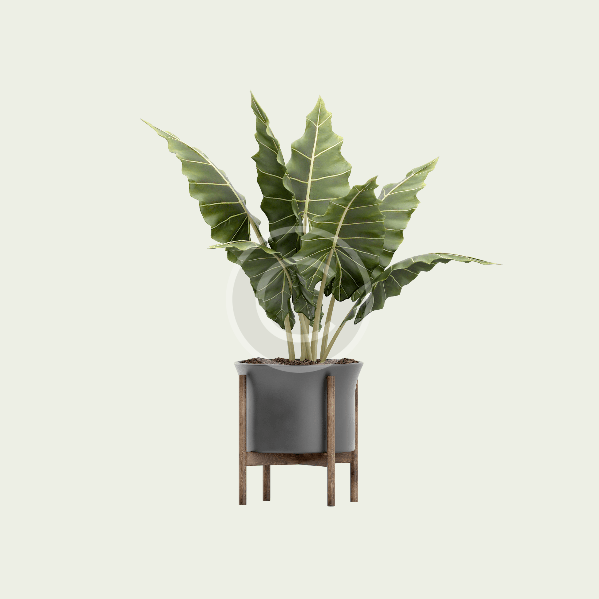 Lutescens - Imagen 2