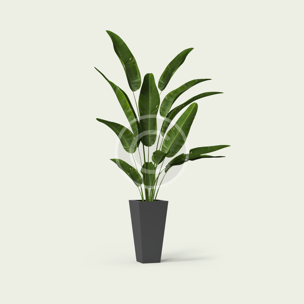 Lutescens - Imagen 3