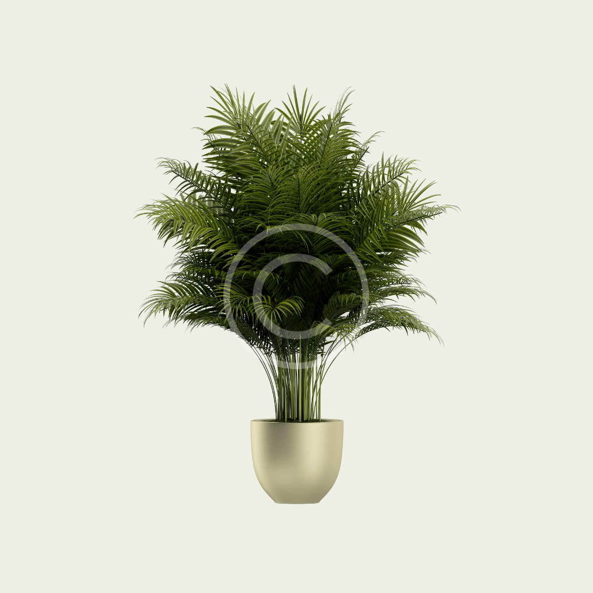 Tropical Banyan - Imagen 2