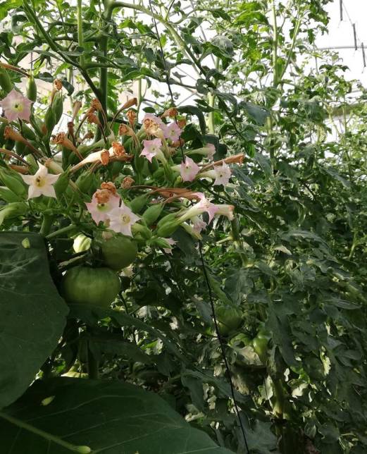 CAMPO TOMATE VERDE FLORECIENDO