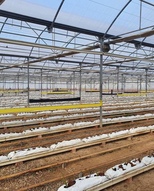 CAMPO TOMATE VERDE SEMILLA