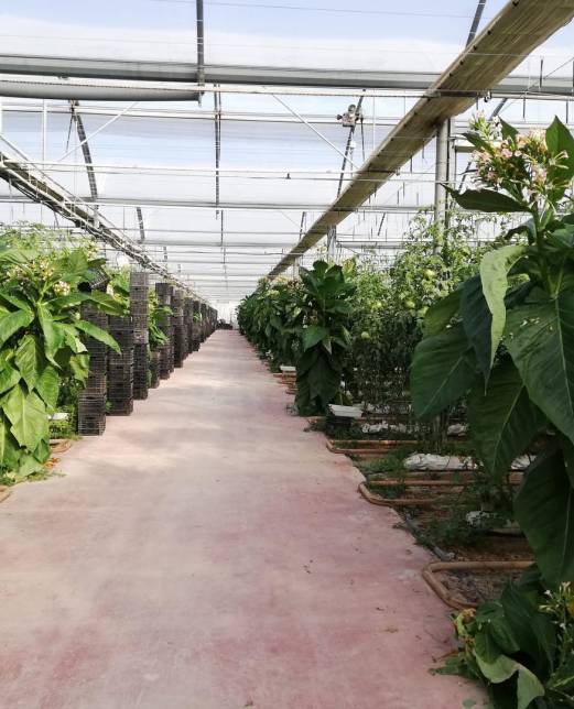 PASILLO CULTIVO CON CAMINO CEMENTO