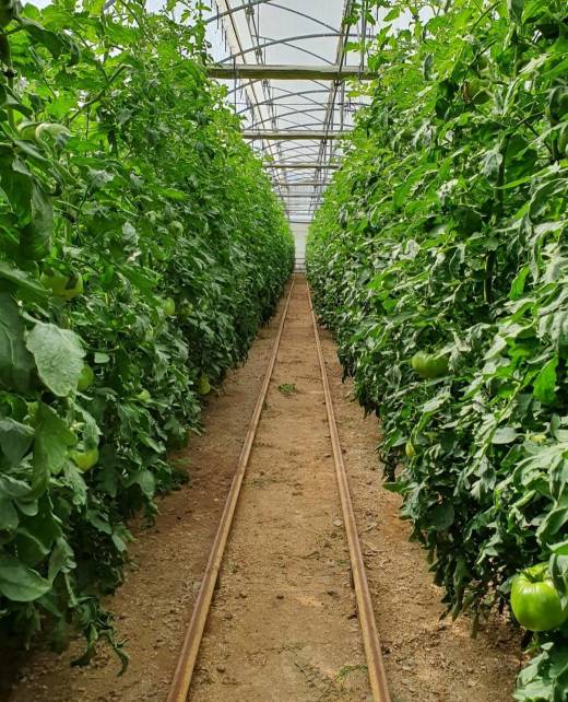 PASILLO CULTIVO SIN CAMINO DE CEMENTO