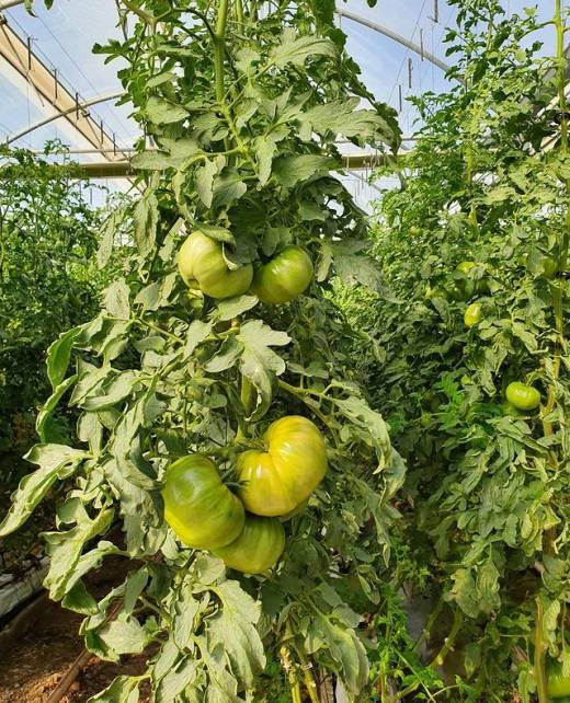 TOMATE AUN VERDE RAMA